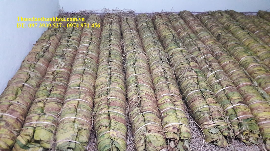 Lá thuốc lào được ủ lên men vàng đều trước khi mang đi thái nhỏ