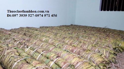 Lá thuốc lào sau khi thu hoạch được ủ lên men cho đến khi lá thuốc vàng đều.