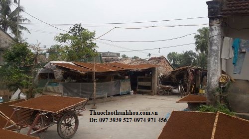 Thuốc lào phơi khô dưới ánh nắng tự nhiên, sợi có màu nâu êm mát